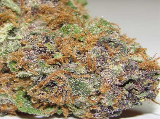Asteroid AND Strain: Een mysterieuze AND Kush-hybride