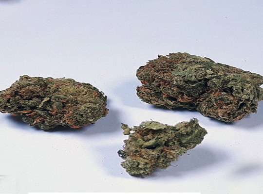 Jack Herer medicinale marihuanasoort