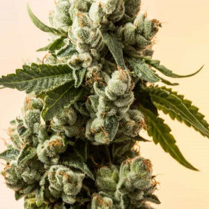 SATIVA