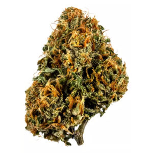 afghan kush for sale near me, afghan kush feminized marijuana seeds, afghan kush strain for sale, afghan kush autoflower seeds, afghan kush for sale, afghan kush regular seeds, afghan kush growing info, afghan kush seedfinder, afghan kush strain flowering time, afghan kush strain review, afghan kush auto grow diary, afghan kush growing info, buy afghan kush online, afghani #1 strain info, afghani indica strain, afghan kush flowering time, buy afghan kush seeds, afghan kush near me, afghan kush seeds for sale, afghan kush thca buy, afghan kush growing info, where can i buy kush online, kush for sale online, world of seeds afghan kush, afghan kush strain info, autoflower afghan kush for sale, afghan kush feminized marijuana seeds, afghan kush strain for sale, afghan kush autoflower seeds, afghan kush for sale, afghan kush regular seeds, afghan kush growing info, afghan kush seedfinder, afghan kush for sale netherland, afghan kush for sale germany